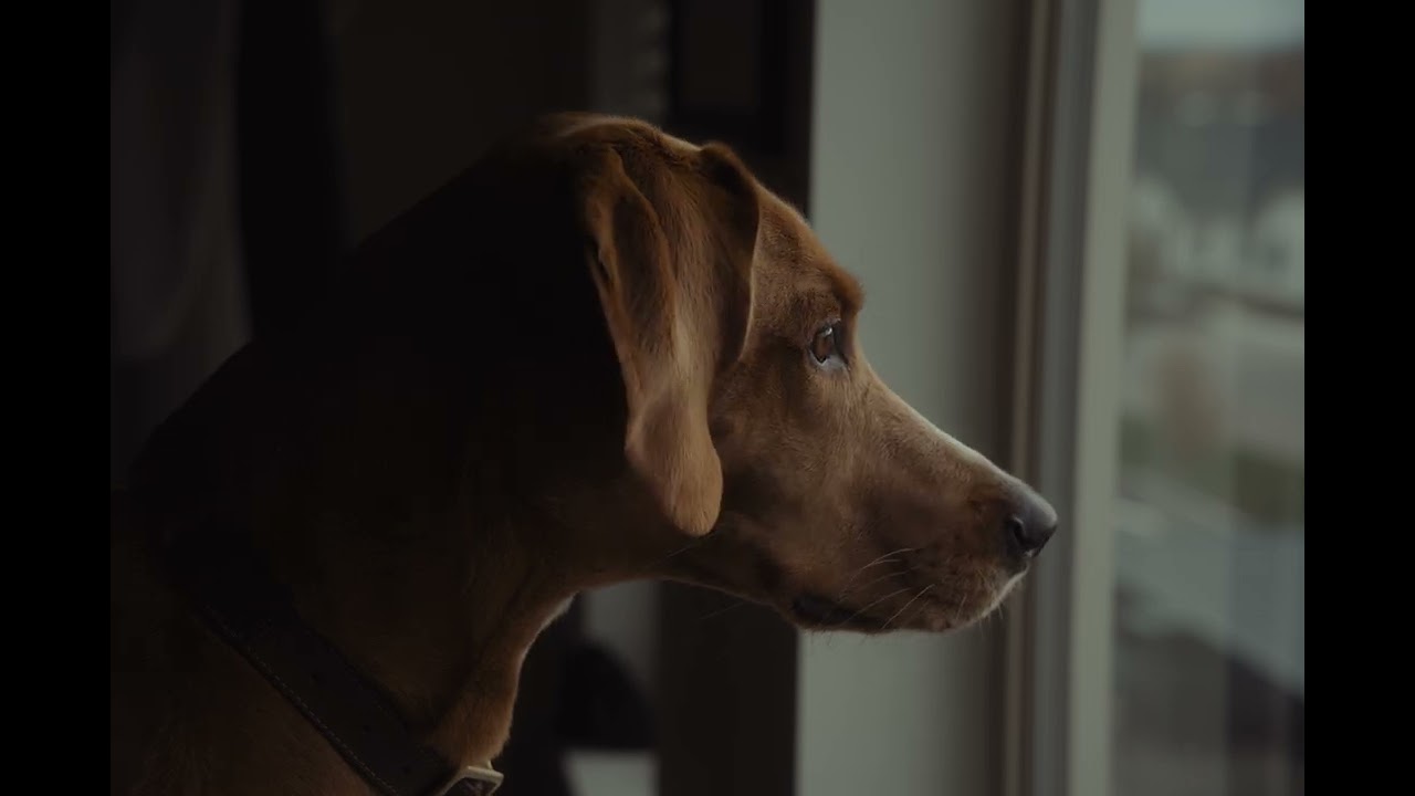 Sunny Part II - Blackmagic 6k Full Frame