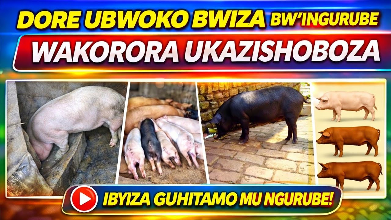 DORE UBWOKO BWIZA BW'INGURUBE WAKORORA UKABONA INYUNGU MU GIHE GITO.