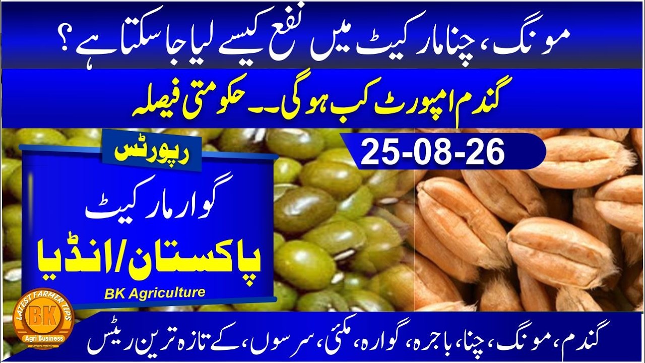 Guar market pak vs india | Wheat rate today | chana price | wheat import | How to Make Profit Agri