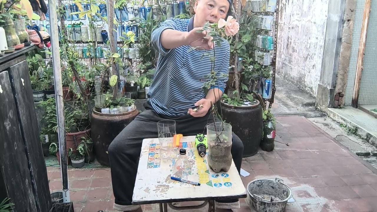 剪枝插玫瑰花🌹（924）2026/3/14號（上載）