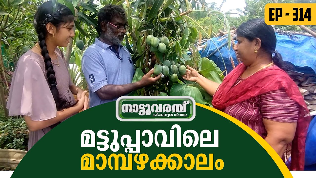 മട്ടുപ്പാവിലെ മാമ്പഴക്കാലം | NATTUVARAMBU | EPISODE- 314 | JANAM TV | 20-05-2025