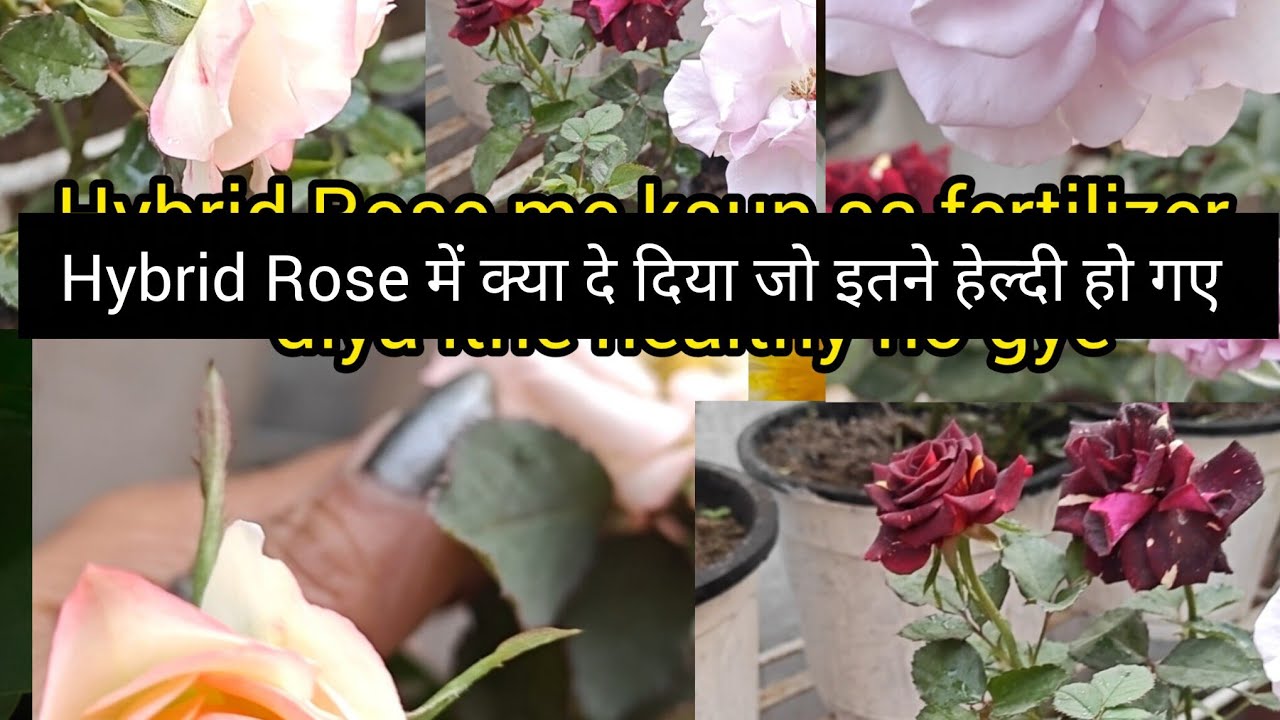 Hybrid Rose plant care / गुलाब में नई शूट्स निकलने के बाद कौन सा फर्टिलाइजर देना जरूरी है 