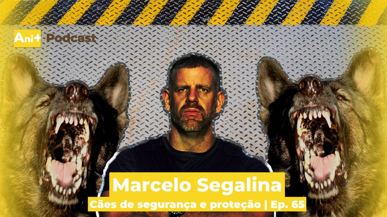 Ani+ Podcast #65 - Cães de segurança e proteção