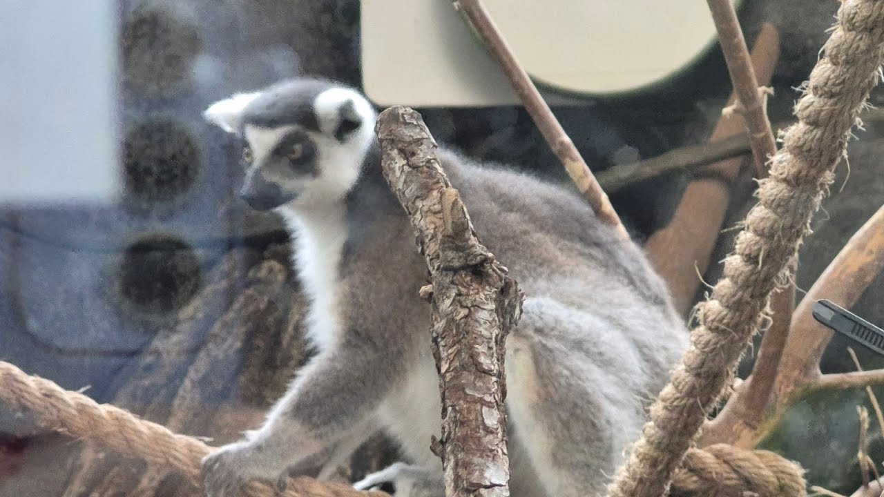 Zoo vlog - Assiniboine Park zoo