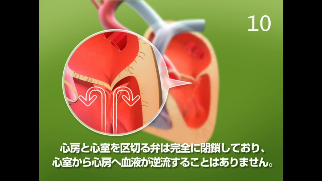 犬の心不全　第３章　正常な犬の心臓