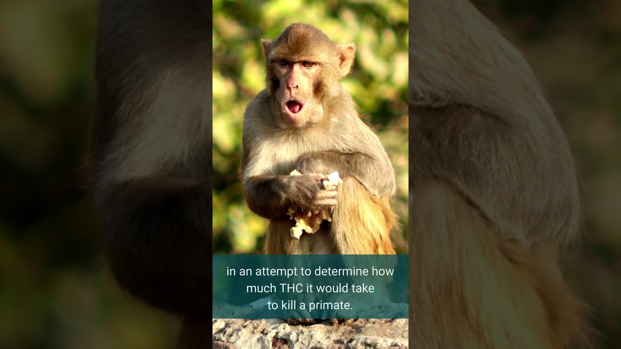 #shorts #thc #study #monkeys Research study shows that you cannot overdose on THC