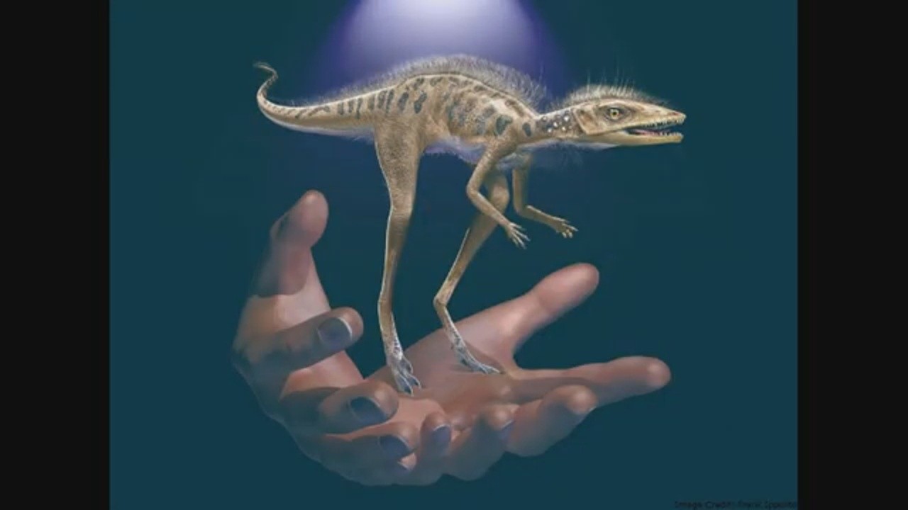 Proto Dino Ptero