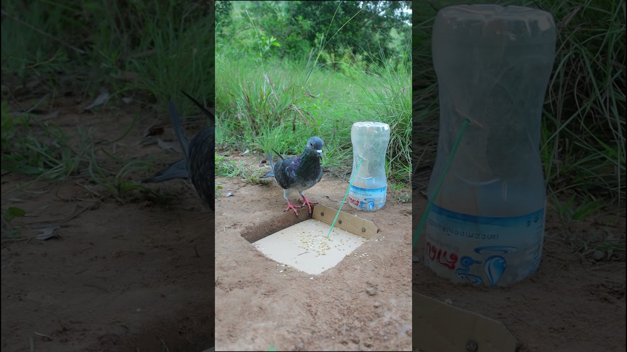 Easy Quick Pigeon Trap Using Paper And hole #shorts