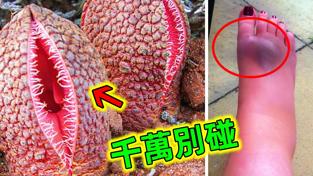 台灣最毒的10種植物｜千萬別碰這些植物！它們就在我們身邊#最毒的植物 #台灣最毒植物 #有毒植物 #劇毒植物 #老王看世界 #世界之最