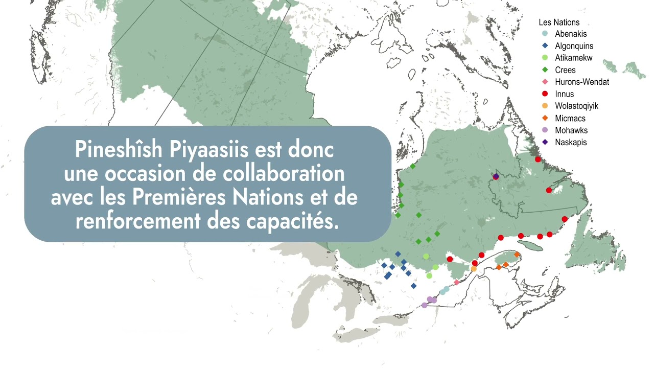 Conservation: Projet Pineshîsh-Piyaasiis-Oiseaux boréaux