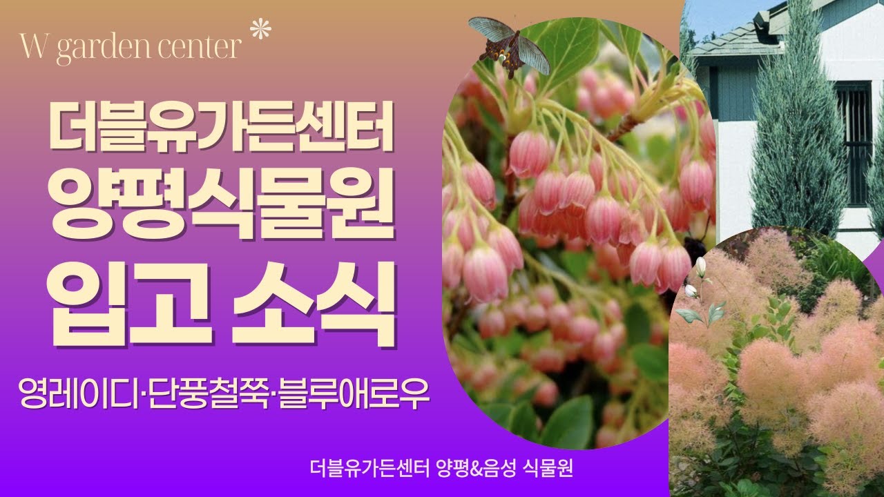 [입고브리핑] 양평식물원 미리보기｜영레이디·단풍철쭉 2종·블루애로우