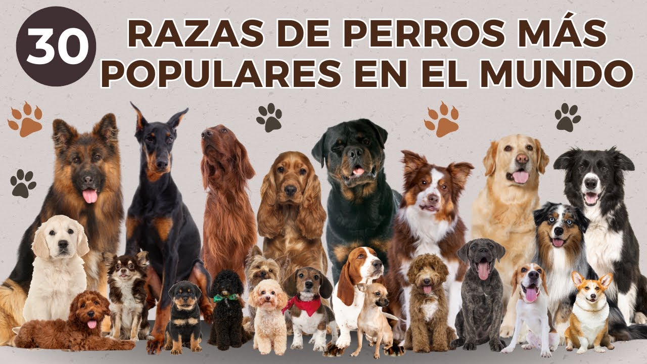 30 razas de perros m&aacute;s populares en el mundo: Las mejores razas de perros.