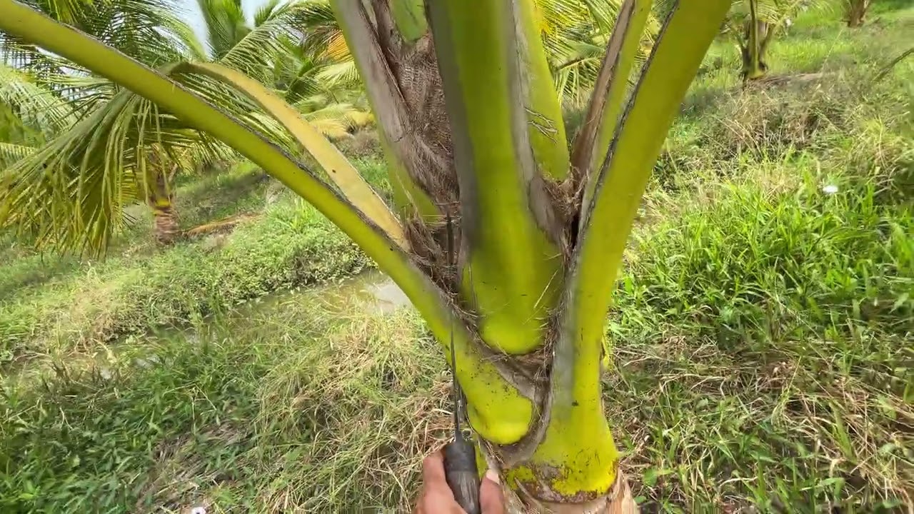 Vườn dừa 3 năm tuổi