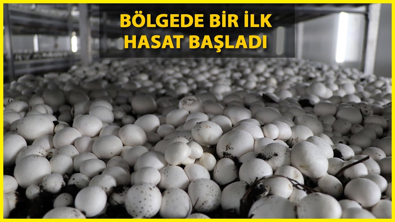 Van'daki Mantar Tesisinde, İlk Hasatta 4 Ton Üretim Gerçekleşti