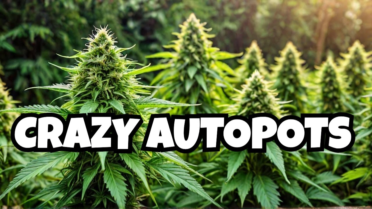 Autopots are CRAZY! | Humboldt All Gas OG is a Monster!