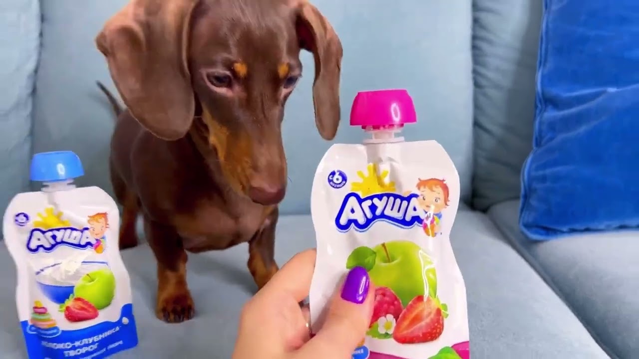 ЛУЧШАЯ ПОДБОРКА ЧАПИТОСИКОВ II Чапи выбирает❤️🐶