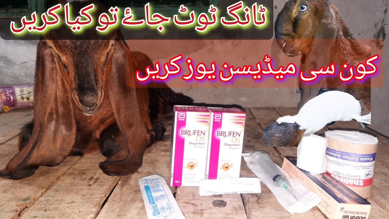 Bakre Ki Tang Toot Jae To Kya Karen Ilaj| Bakre ki Tang Me Dard| treatment of animals| broken leg|