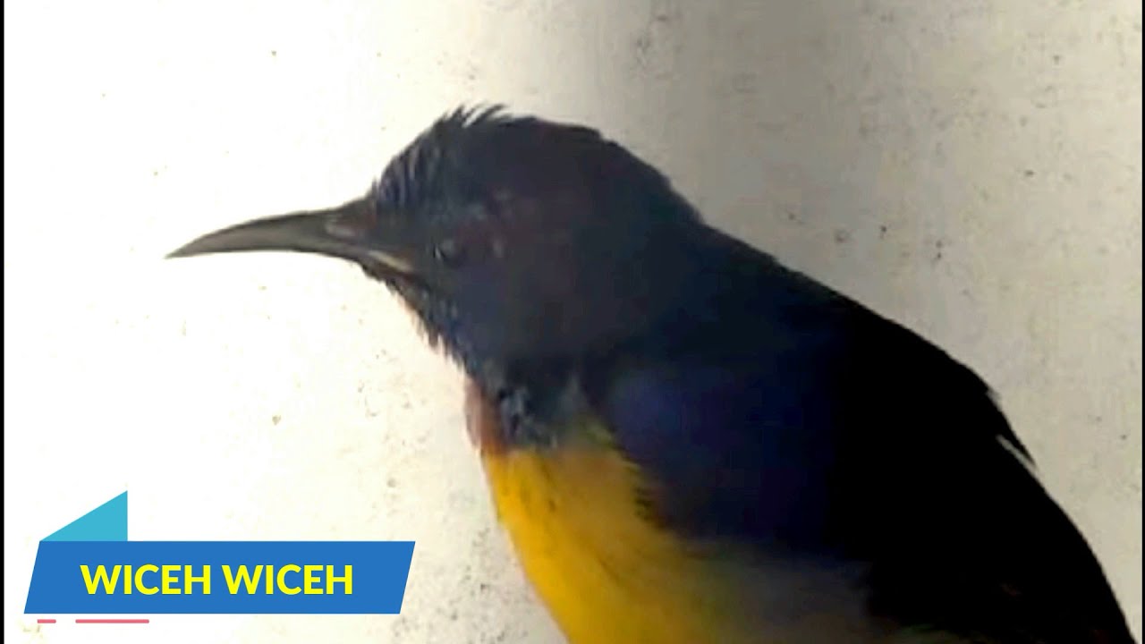 Suara Burung Wiceh Gacor Untuk Pancingan Wiceh Wiceh