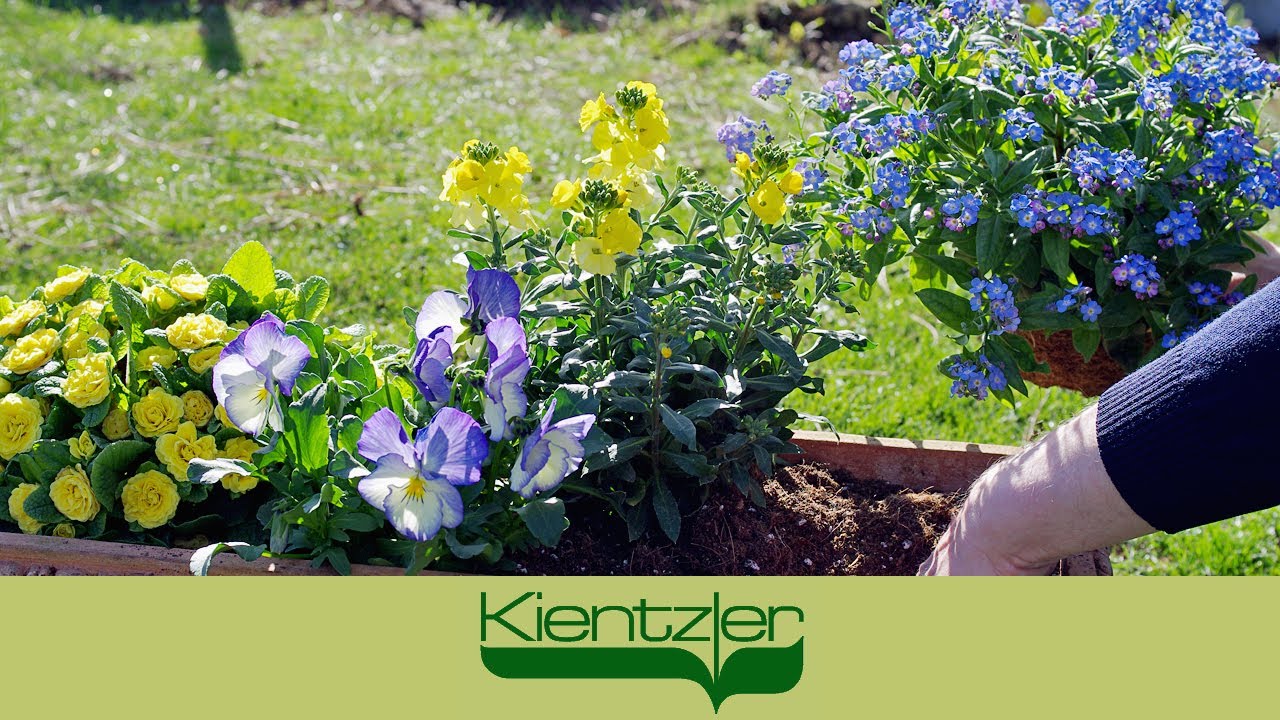 Frühlings-Blumenkasten bepflanzen mit Vergissmeinnicht