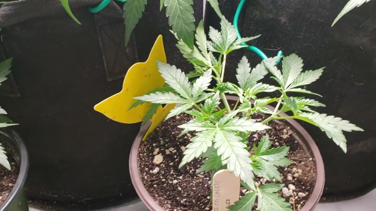 Norhten Lights /Critical+2.0 Autos day 56/53 from Seedsman under @ViparSpectra P1500