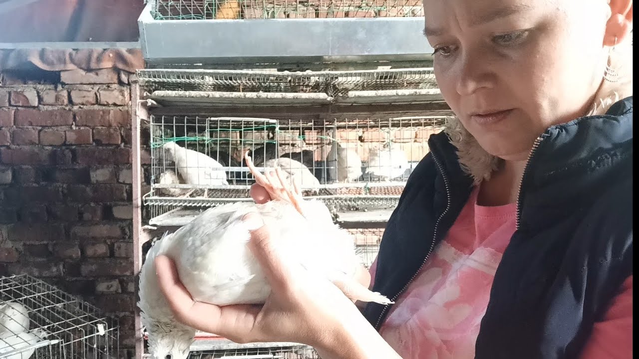 Cum formăm familie și facem diferența între mascul și femele la prepelițe (polar japoneză faraon)