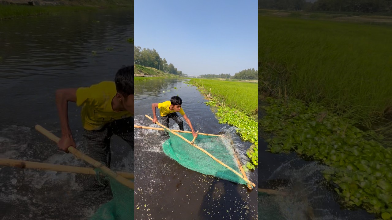 Village Boys Catch Giant Fish with Traditional Nets#fishing