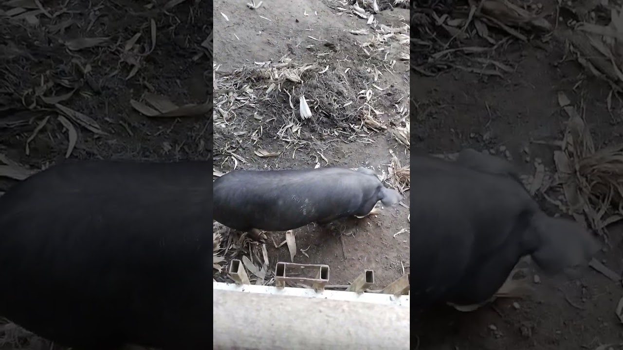 Dando um milho na espiga pros porco ...