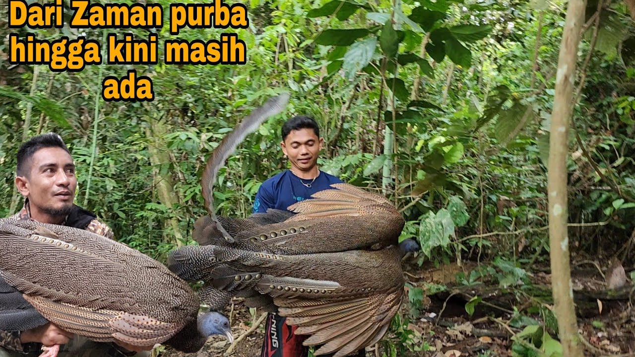 VIRAL_TEMUAN BURUNG YANG LANGKA