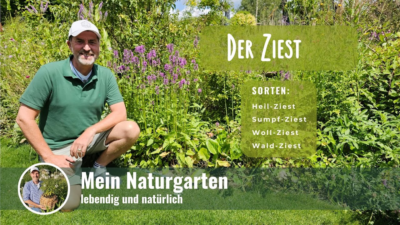 Ziest - Heilziest, Wollziest, Sumpfziest, Waldziest - ich stelle euch den Ziest vor