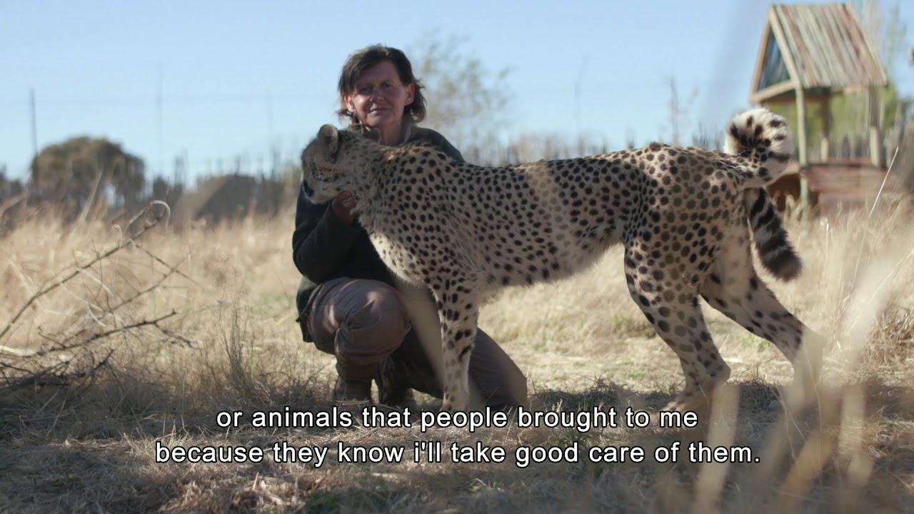 Cheetah Experience South Africa