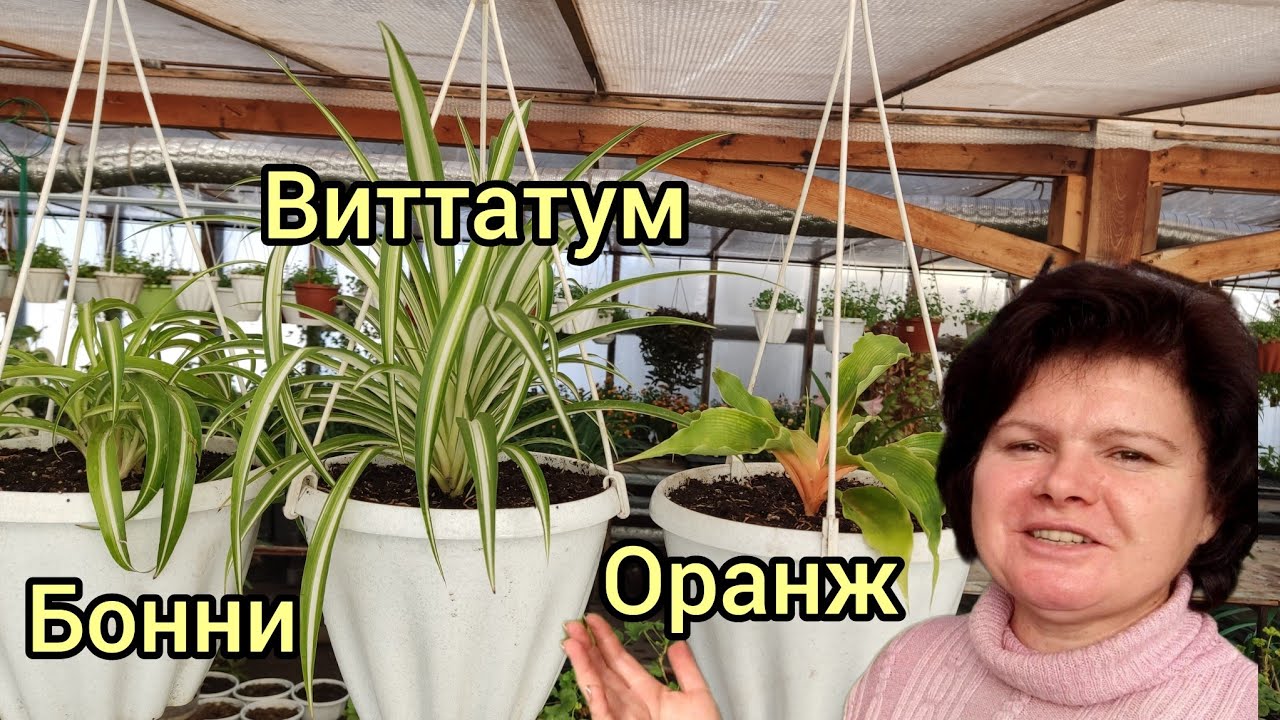 Мои хлорофитумы.