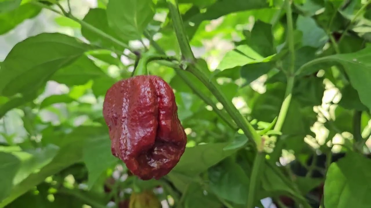7 Pot Douglah