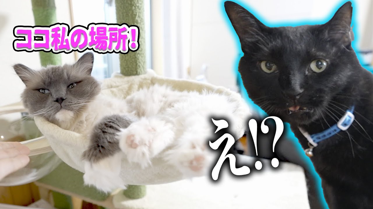 【悲報】黒ちゃんの居場所が無くなる.......