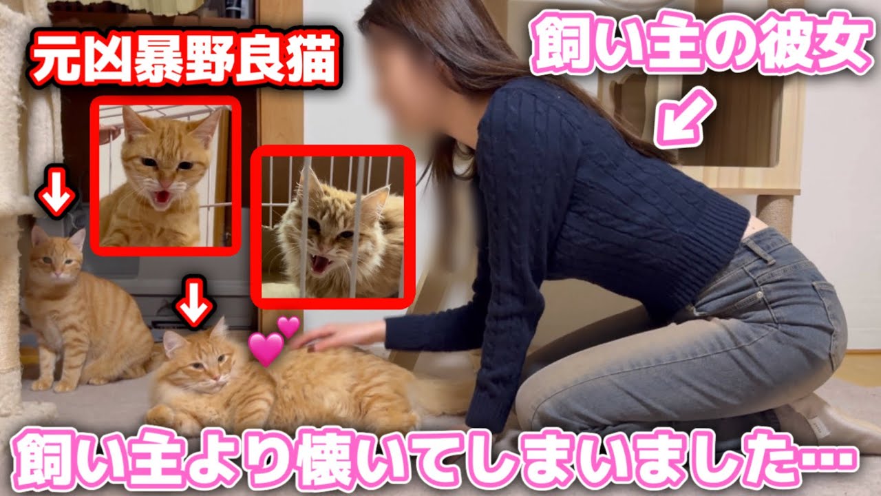 飼い主より彼女が好きな元野良猫兄妹がまさかの行動に…【YINO life スチームリンサー洗浄機】