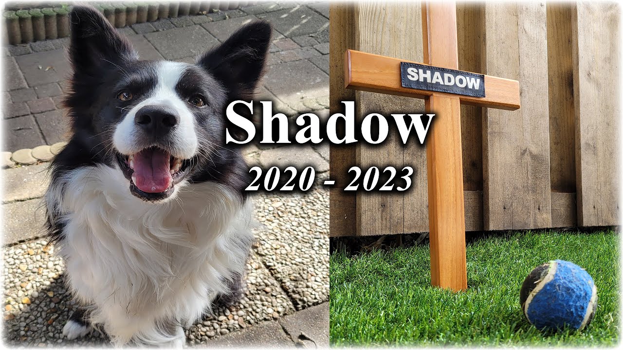 A tribute to Shadow The Border Collie
