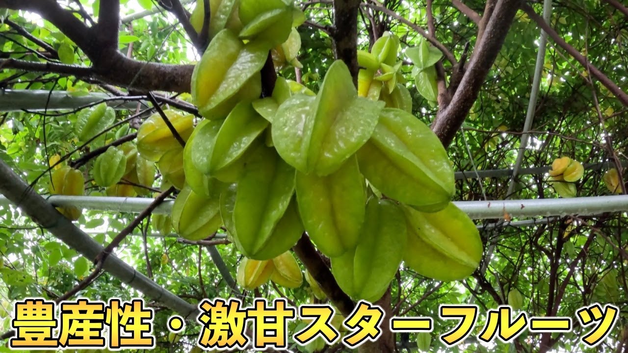 爆なり・激甘のスターフルーツ！このような優良品種を増やします！