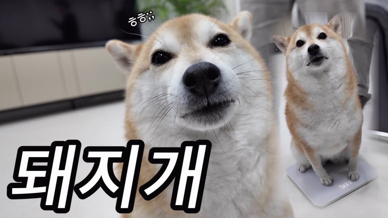 불리하면 갸륵한 표정 짓는 돼지개🐖🐶 (옥지 다이어트 프로젝트 start, 낭만가득50대부부)