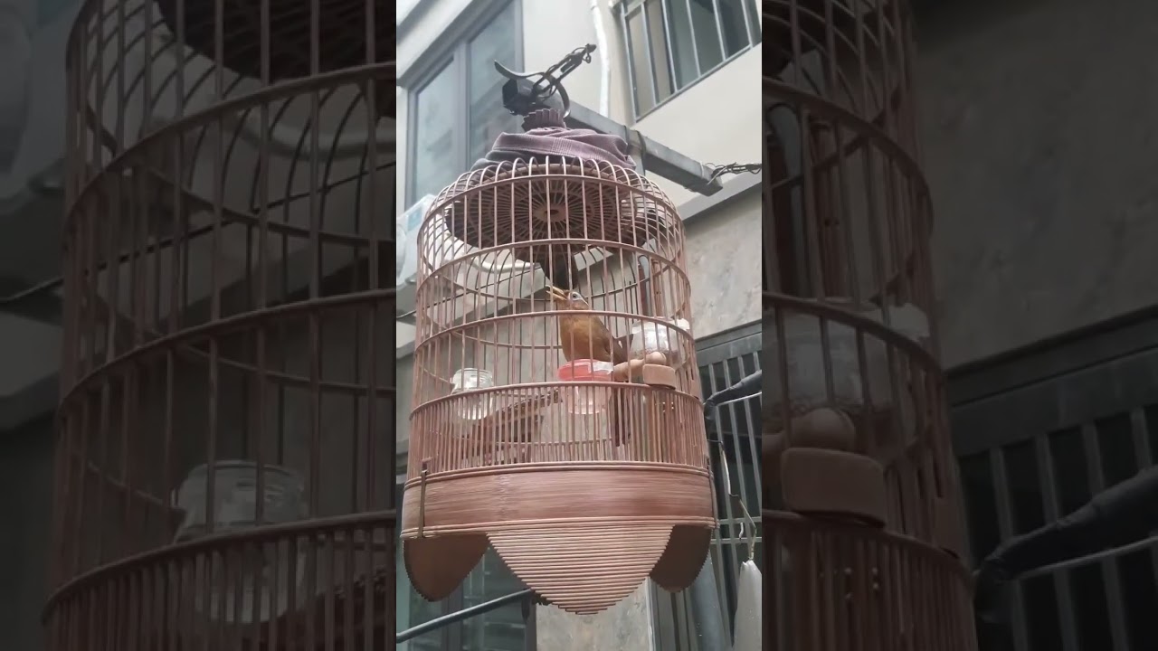 Họa mi hót