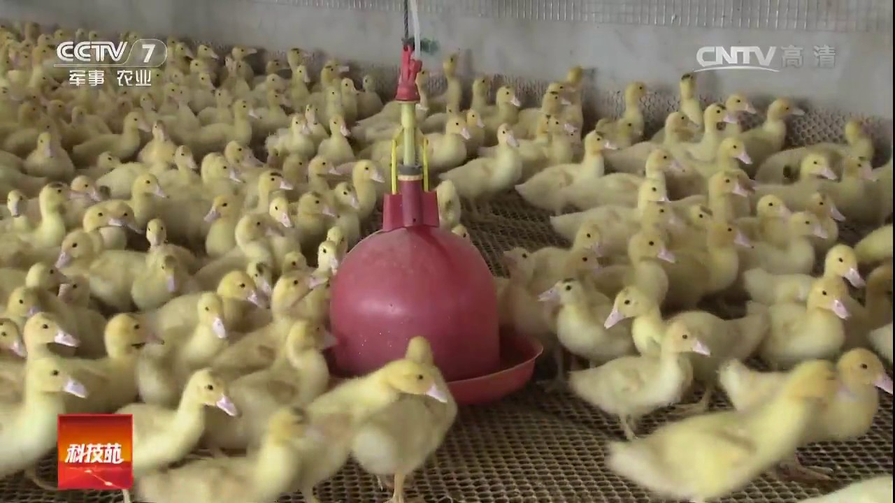 20170215 科技苑  怕冷的番鸭冬天怎么养