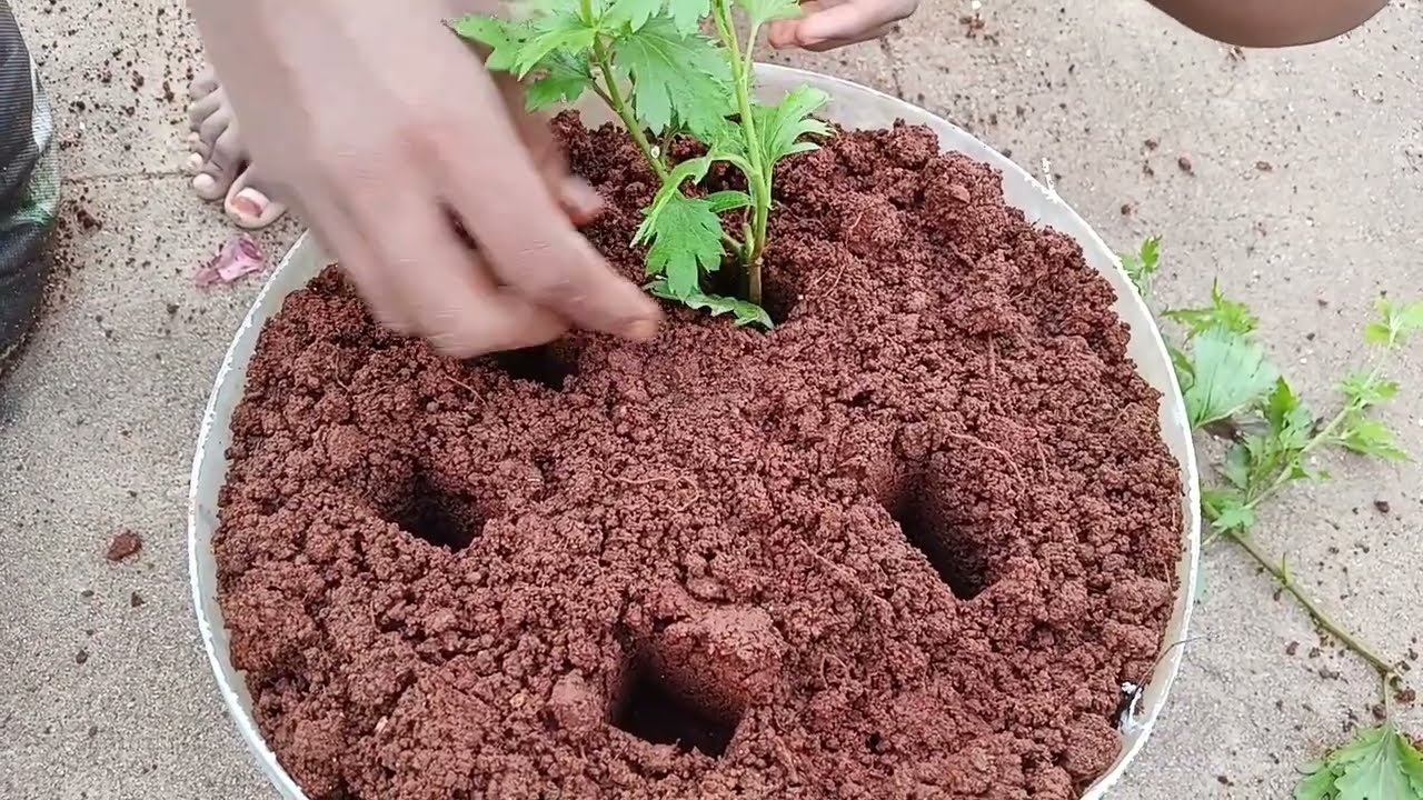 Low cost terrace vegetables garden ideas/குறைந்த செலவில் மாடித்தோட்டம் அமைக்க ஐடியா👌