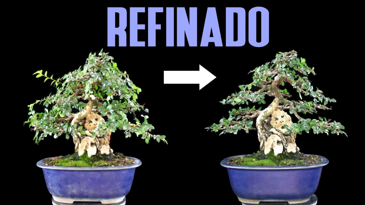 Bonsai Olmo sobre Roca - Refinado