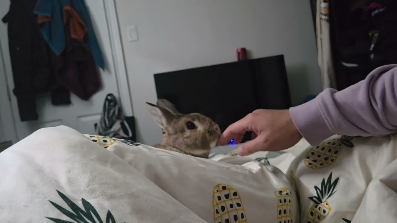 Bunny Playfight! Grunting, Swatting, and Head Pat's!