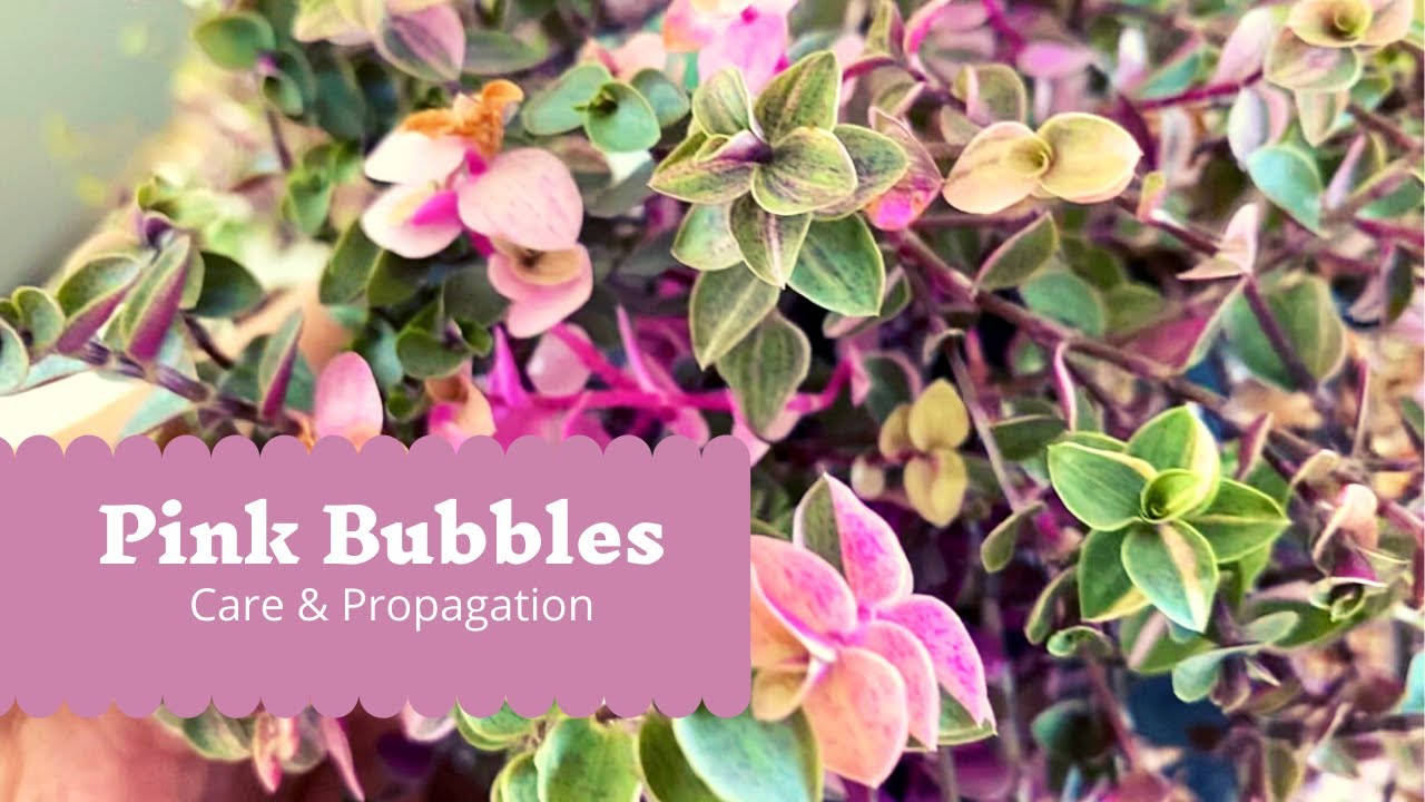 How to Care & Propagate Callisia repens “pink bubbles”