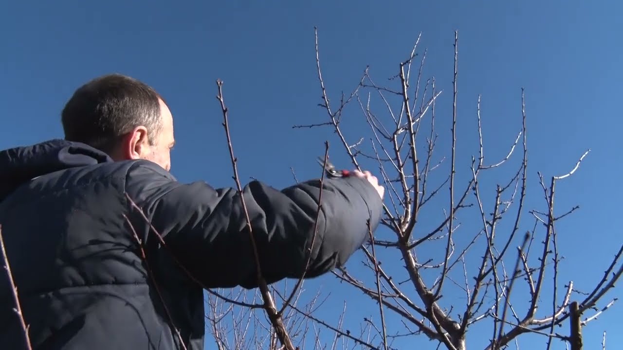SVE O REZIDBI VIŠNJE na jednom mestu