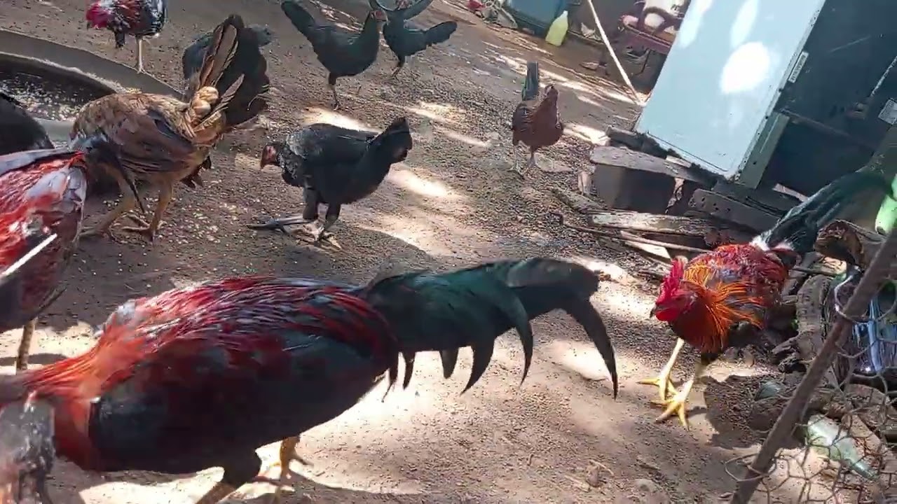 Aquí estamos con los pollos del Gallero HD 🐓🌤️#gallina #gallosfelices #gallos 
