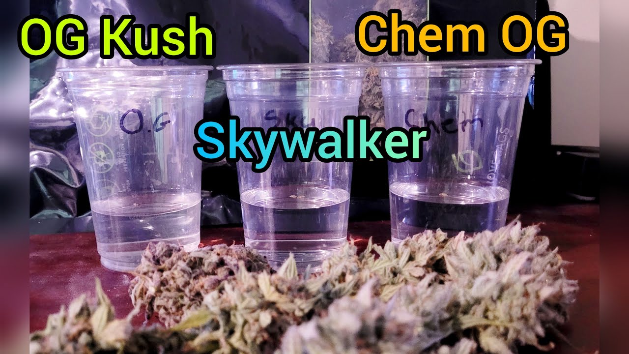 The Friendly Grower - OG Kush, Skywalker & Chem OG (autoflower) Intro