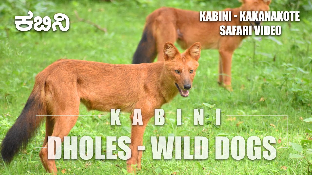 DHOLE - Wild Dogs from Kabini - Nagarahole Tiger Reserve