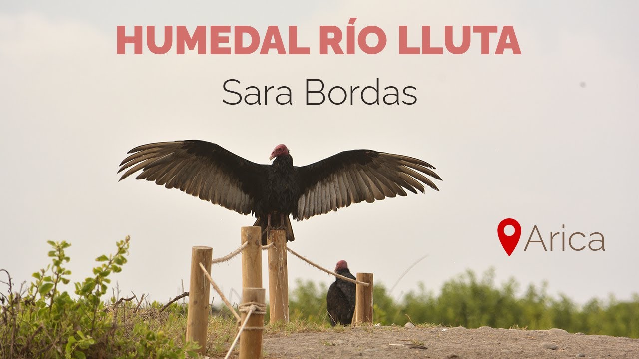 Humedal de la desembocadura del río Lluta de Arica, Chile