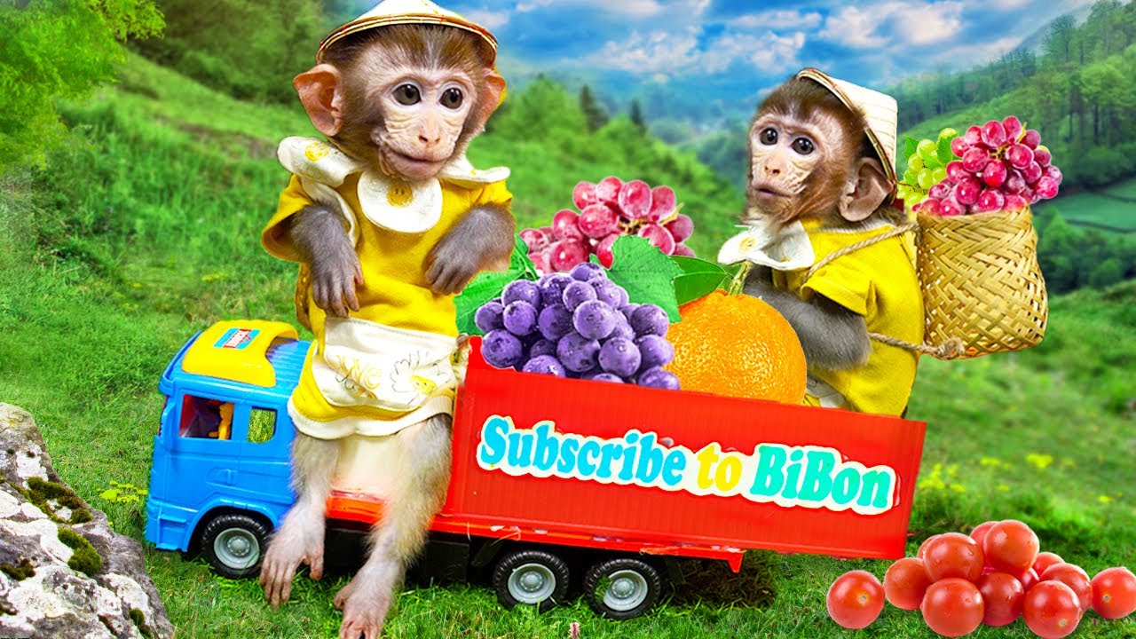 Baby Monkey Bi Bon harvest fruits and and pokes hive at the farm so funny | Animals Home Monkey