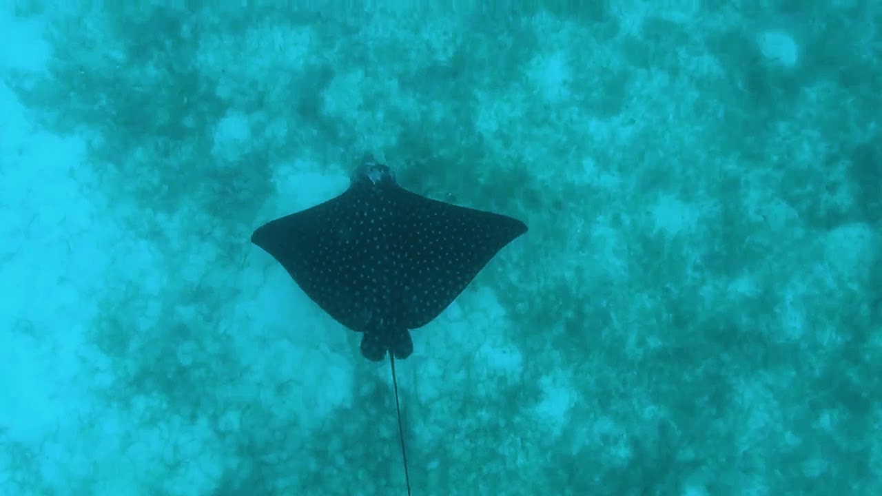 Eagle Ray at Smith's Reef on Providenciales, Turks and Caicos